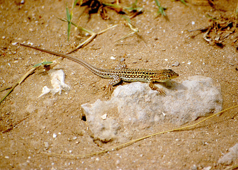 Lucertola dal Marocco. - Acanthodactylus erythrurus